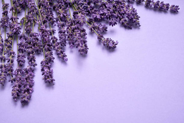 istock Lavender flowers bouquet on purple background. Copy space, top view. Summer background 1162384020