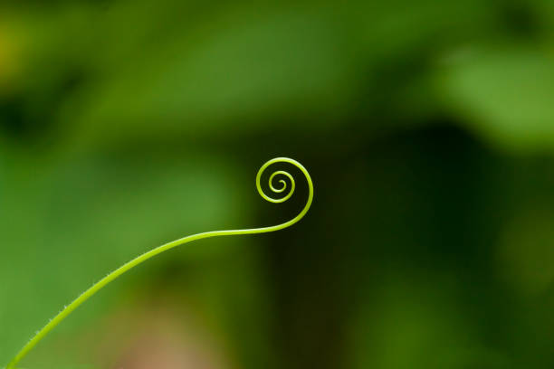 Spiral-shaped cucumber sprouts