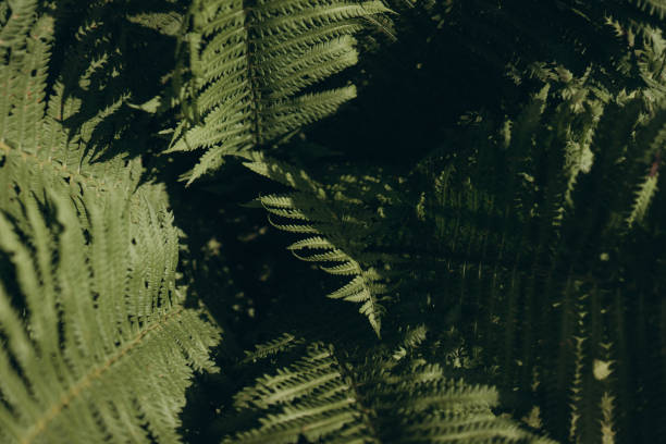 istock green fern, big bush, selective focus, film grain 1162384566