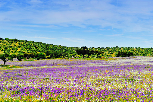 Beautiful landscape near the medieval town of Monsaraz. Wildflowers blooming in springtime.