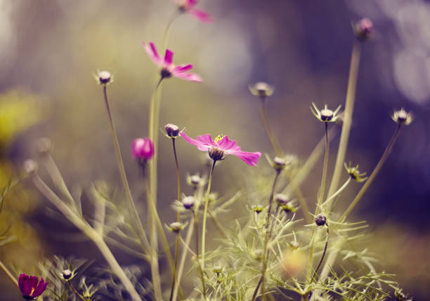 istock Colorful camomiles - kosmeya 1162386172