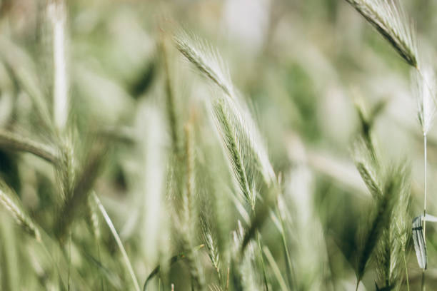 istock green spikelets on a photograph, closeup, selective focus, nature  background 1162386701