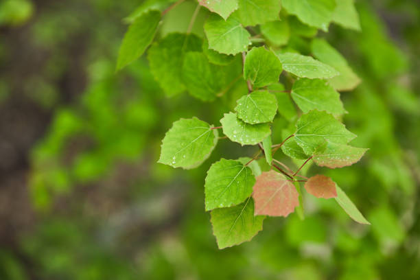 istock Selective focus of spring and green leaves on tree branches 1162386771