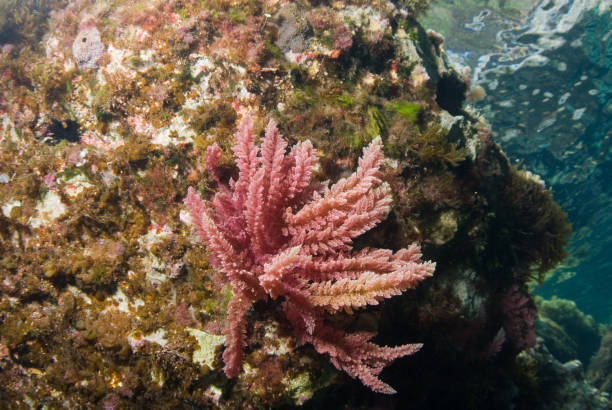 istock Water surface seen from seaweed rocky bottom. Underwater view. Asparagopsis armata. Mallorca. Balearic Islands. 1162387478