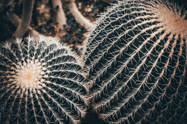 круглый кактус ежа, echinocactus, живет в пустынях мексики и юго-западе соединенных штатов. селективный фокус, пленка и зерно - cactus hedgehog cactus close up macro стоковые фото и изображения