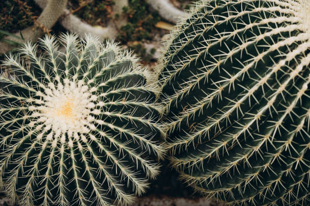 круглый кактус ежа, echinocactus, живет в пустынях мексики и юго-западе соединенных штатов. селективный фокус, пленка и зерно - cactus hedgehog cactus close up macro стоковые фото и изображения