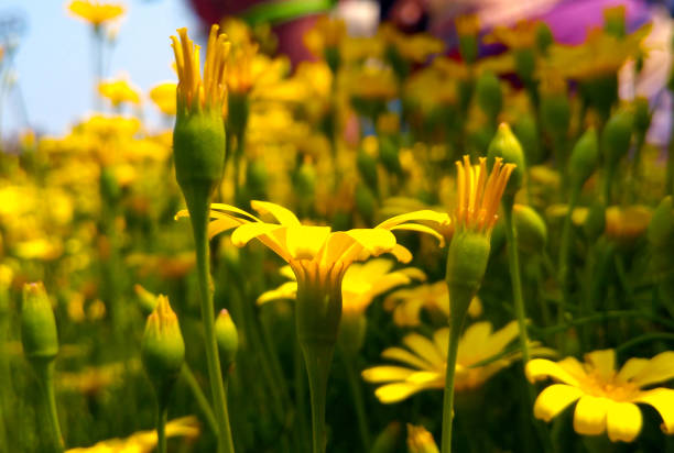 Flowers of Mughal Garden