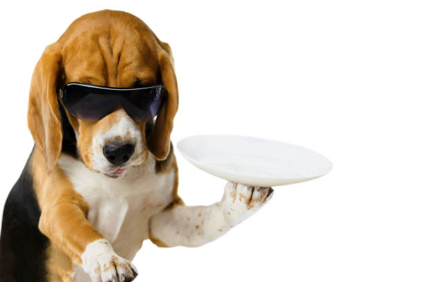 istock funny cute and happy waiter in a restaurant is holding an empty plate 1162389507