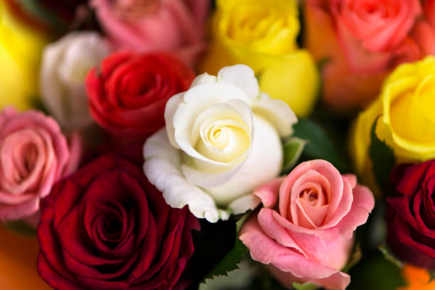 istock beautiful background of multi-colored roses 1162389614