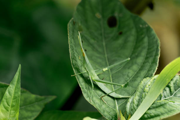 кузнечик стоит на месте с листьями - giant grasshopper стоковые фото и изображения
