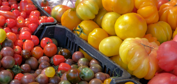istock Plum tomatoes, cherry tomatoes from the farmers market. 1162391449