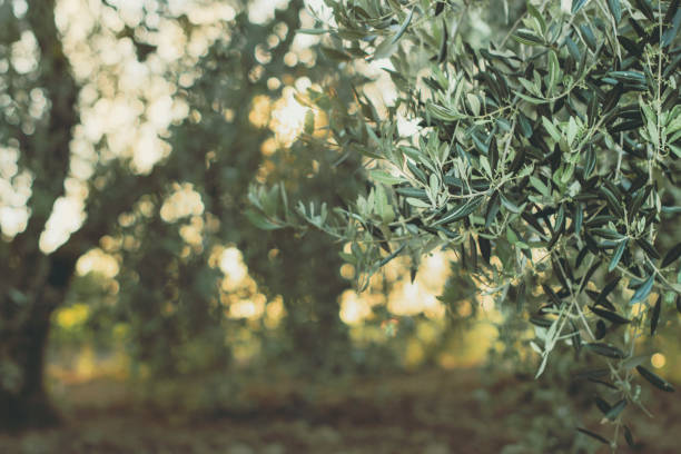 istock Olive grow in the sunset 1162393060