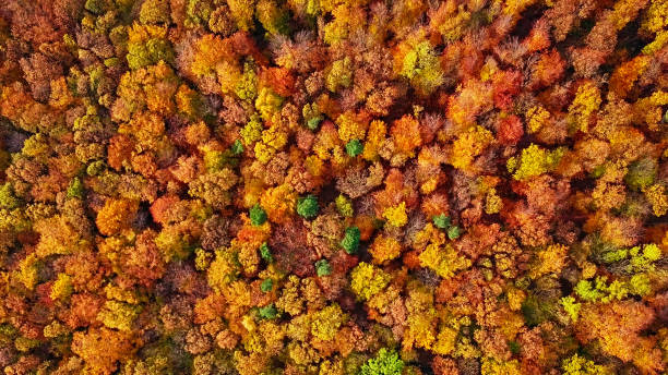 上から直接作られたオーバーヘッド秋の森の空中背景 - forest autumn aerial view leaf ストックフォトと画像