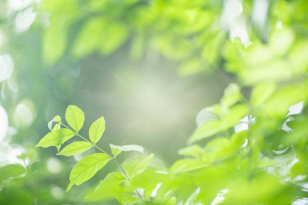 istock Close up of nature view green leaf on blurred greenery background under sunlight with bokeh and copy space using as background natural plants landscape, ecology wallpaper concept. 1162394537