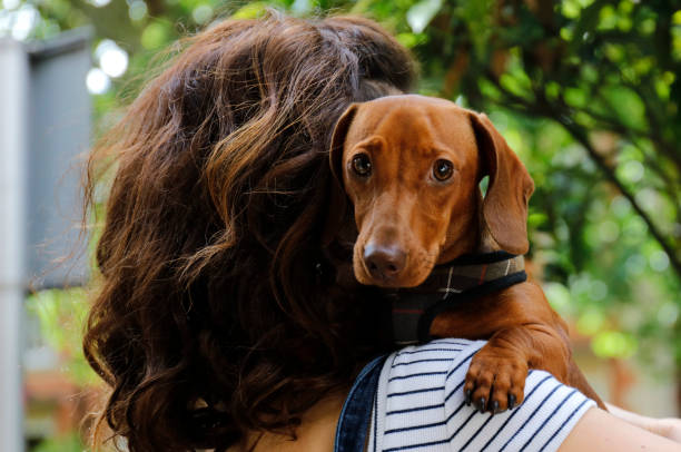 A red hunting dog of the dachshund breed lay down to rest on a turquoise armchair in the living room and looks straight to the camera posing attentively. Elegant breed.