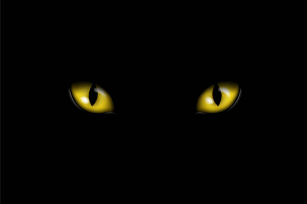 ilustrações de stock, clip art, desenhos animados e ícones de realistic illustration of yellow or orange feline eyes or cat eye, isolated on black background - vector - anger feline animal black