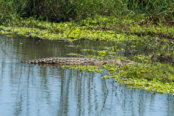 istock Nile crocodile in a river between water plants 1162402905