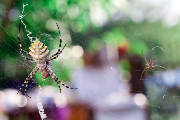 Araneidae lobed argiope