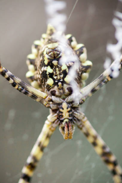 istock Araneidae lobed argiope 1162403966