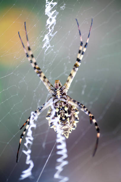 istock Araneidae lobed argiope 1162403981