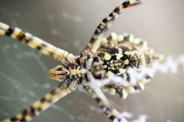 Araneidae lobed argiope