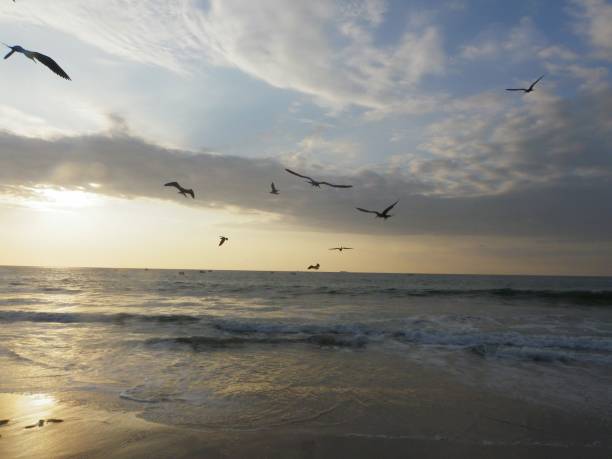 istock Evening search for fish near the shore 1162404265
