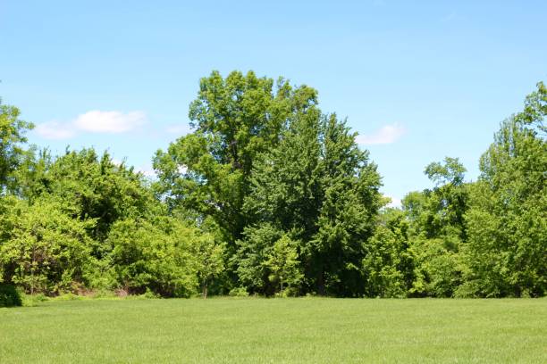 istock Bright Green Field and Trees 1162405560