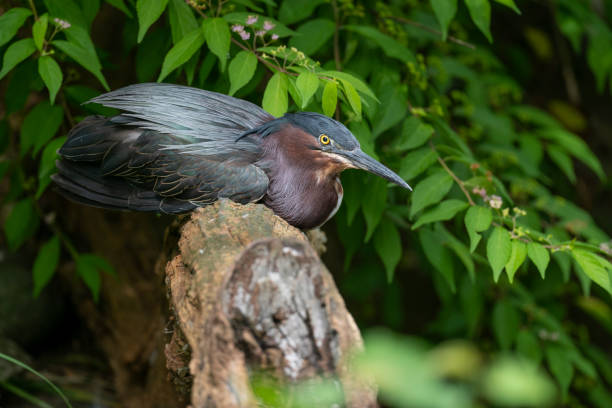 istock Green Heron perched on log looks at camera 1162406041