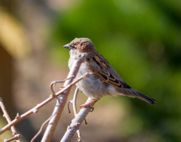 istock wild sparwo sitting on branch in garden 1162406733