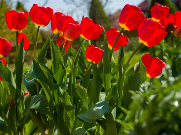 istock Colorfull flowers growing in garden 1162406743
