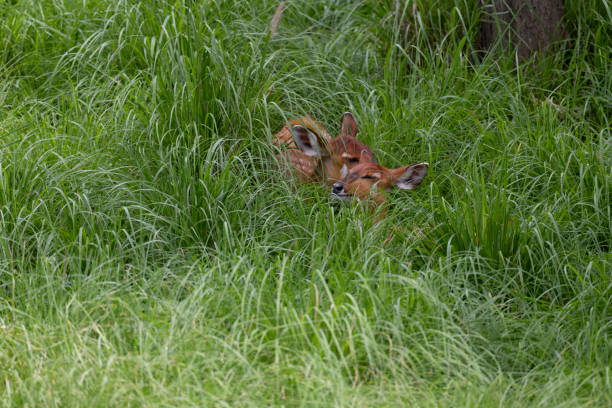 Two Sitatunga, a type of Antelope indigenous to Central Africa, are laying in tall green grasses to avoid the midday heat and sun. Only the heads are visible amongst the thick grasses.