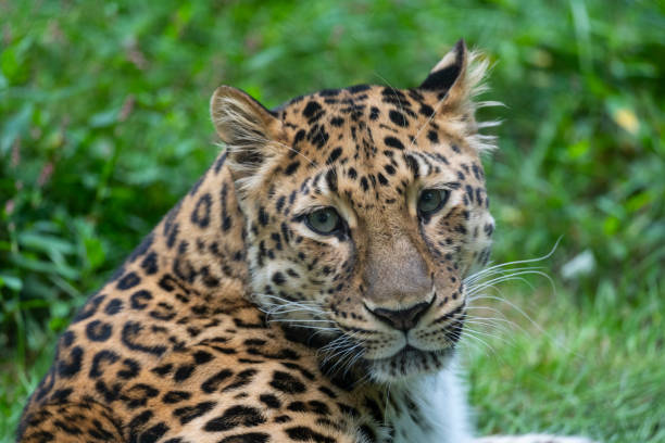 istock Close up of Leopard Looking at Camera 1162406869