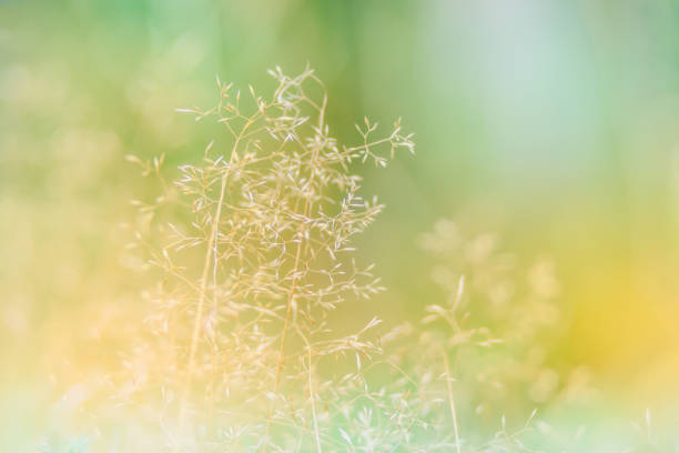 istock Abstract defocused nature background with autumn herbs and bokeh 1162408858