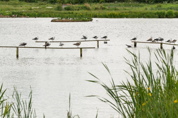istock Gulls perching in a row on a plank at The Christopher Cadbury Wetland Reserve at Upton Warren 1162410181