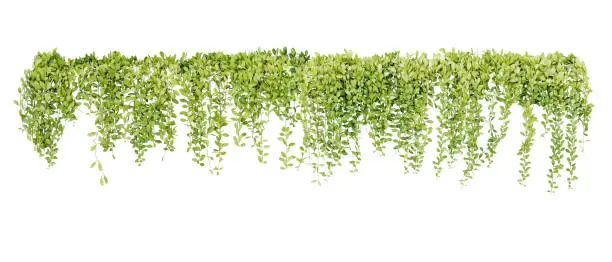 Photo of Green succulent leaves hanging vines ivy bush climbing epiphytic plant (Dischidia sp.) after rain in tropical rainforest garden isolated on white background, nature backdrop with clipping path.