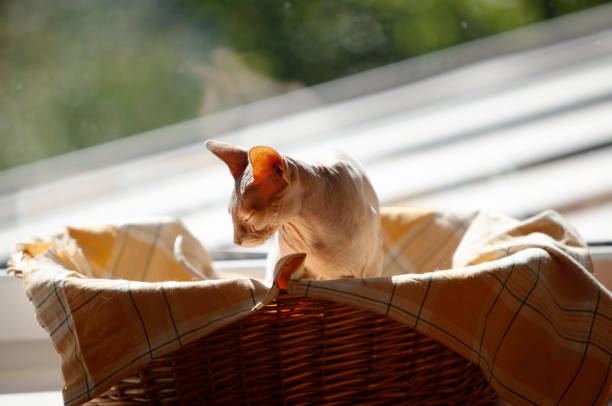 Naked domestic sphinx cat sits in basket on the windowsill