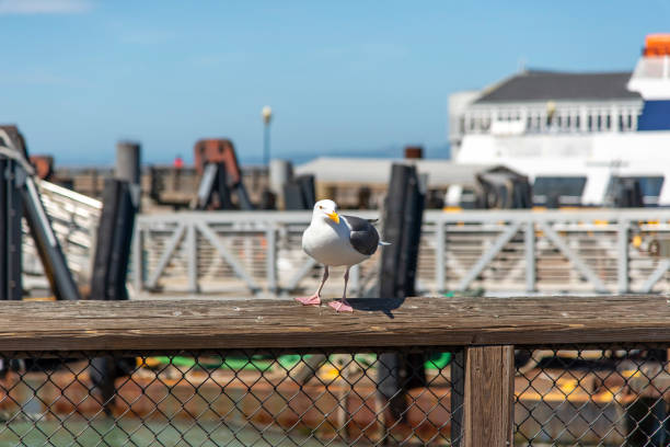 istock View of seagull at Pier 1162411798