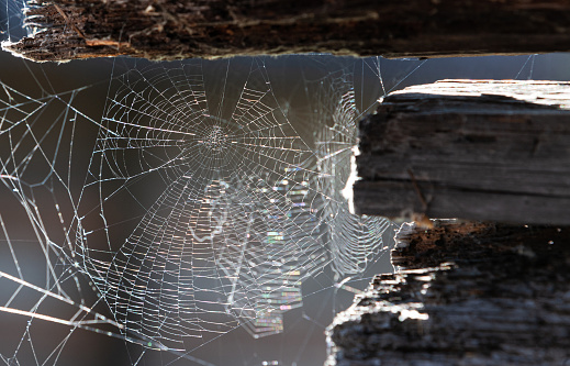 Cobweb or spiderweb on old wooden texture background wall in ancient house. Old grunge spiderweb weathered dusty wall & cobweb. Spiderweb spooky, scary, horror background.