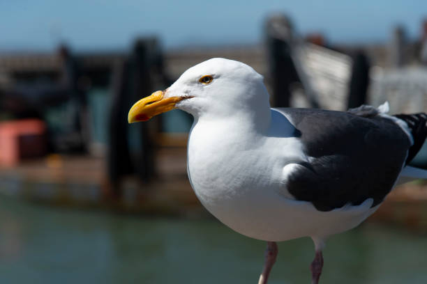 istock View of seagull at Pier 1162411899
