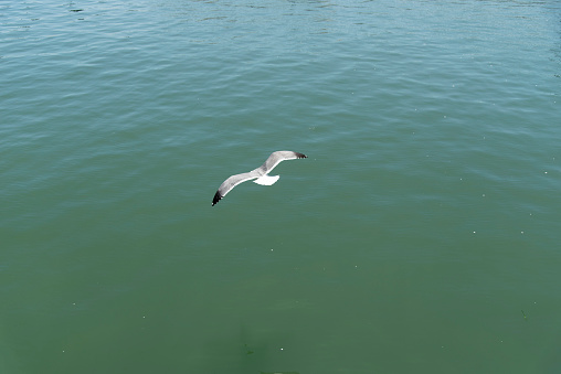 View of seagull at Pier in foregorund at Fisherman's Wharf, San Francisco, California, United States. in sunny day
