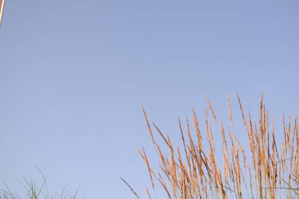 istock View Of Reed Grass Against Blue Sky 1162412006