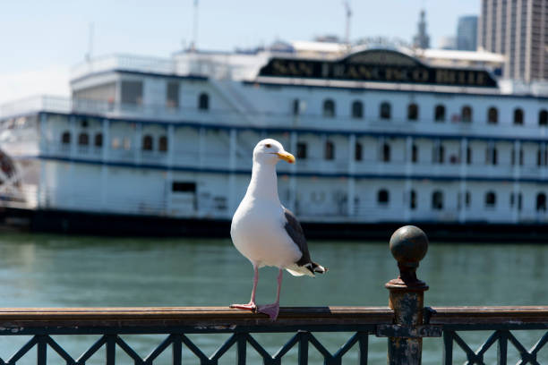 istock View of seagull at Pier 1162412104