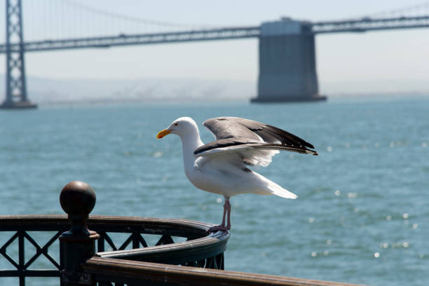 istock View of seagull at Pier 1162412126