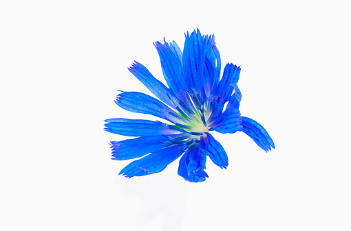 Blue wildflower closeup on white background