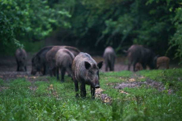 istock Feral pigs after dusk 1162413101