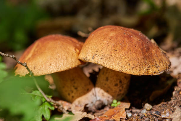 istock Bolete in the forest after rain 1162413376