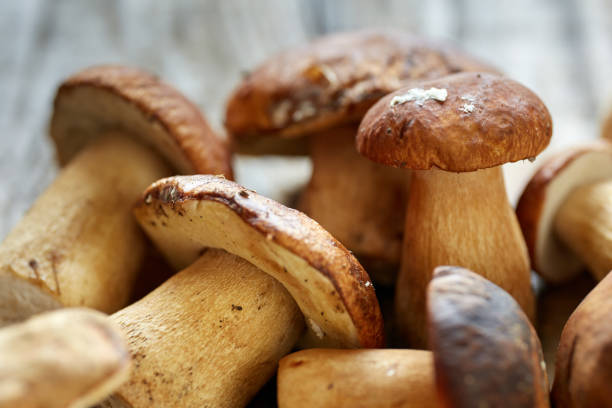 istock Bolete mushrooms ready to cook 1162413403