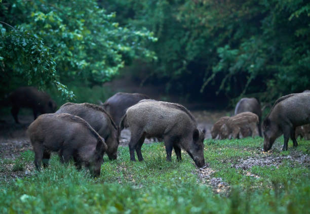 istock Feral pigs after dusk 1162413565