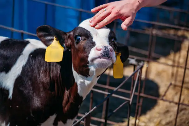 Human hand touches and strokes young calf head.