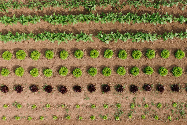istock Orchard with different vegetables planted as seen from above 1162415086